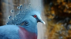 Veneonic pigeon vencerone